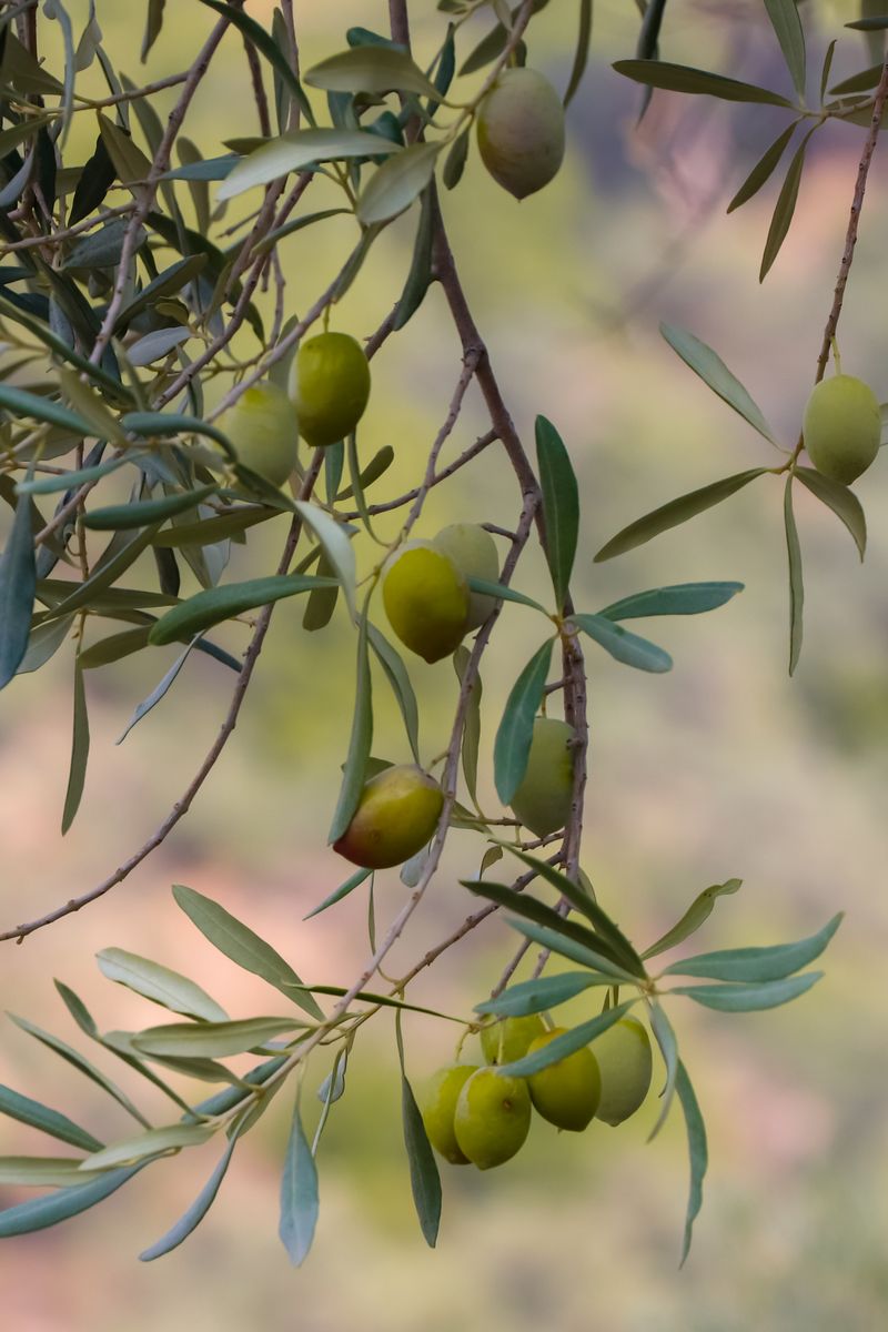 A Memecik olive branch heavy with green olives, the hills of Milas behind