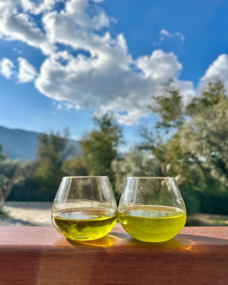 Two small glasses of Oro di Milas on a wooden rail in Milas, olive trees and hills behind