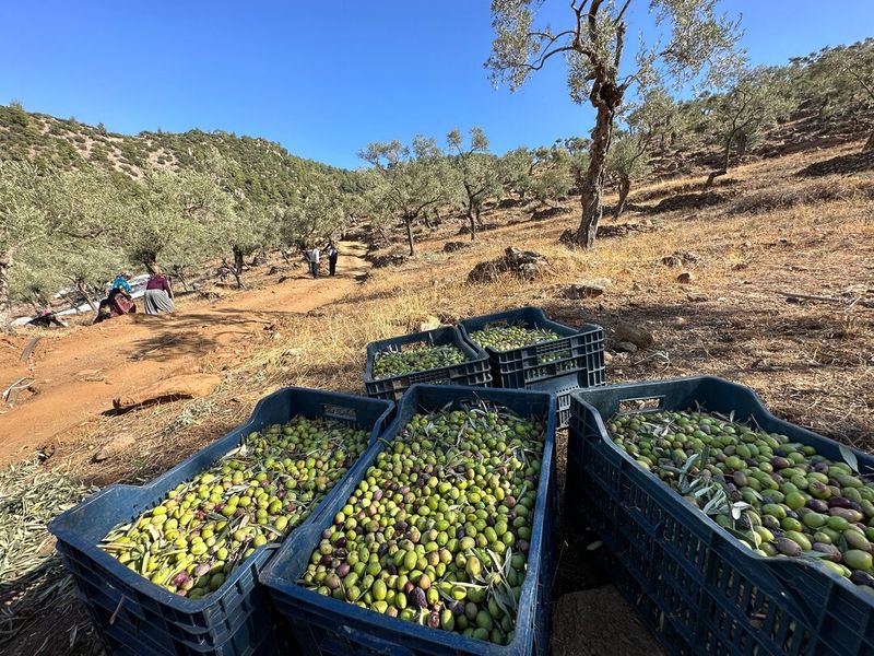 Crates of just-picked green and purple olives in a hillside grove in Milas, pickers working under the trees