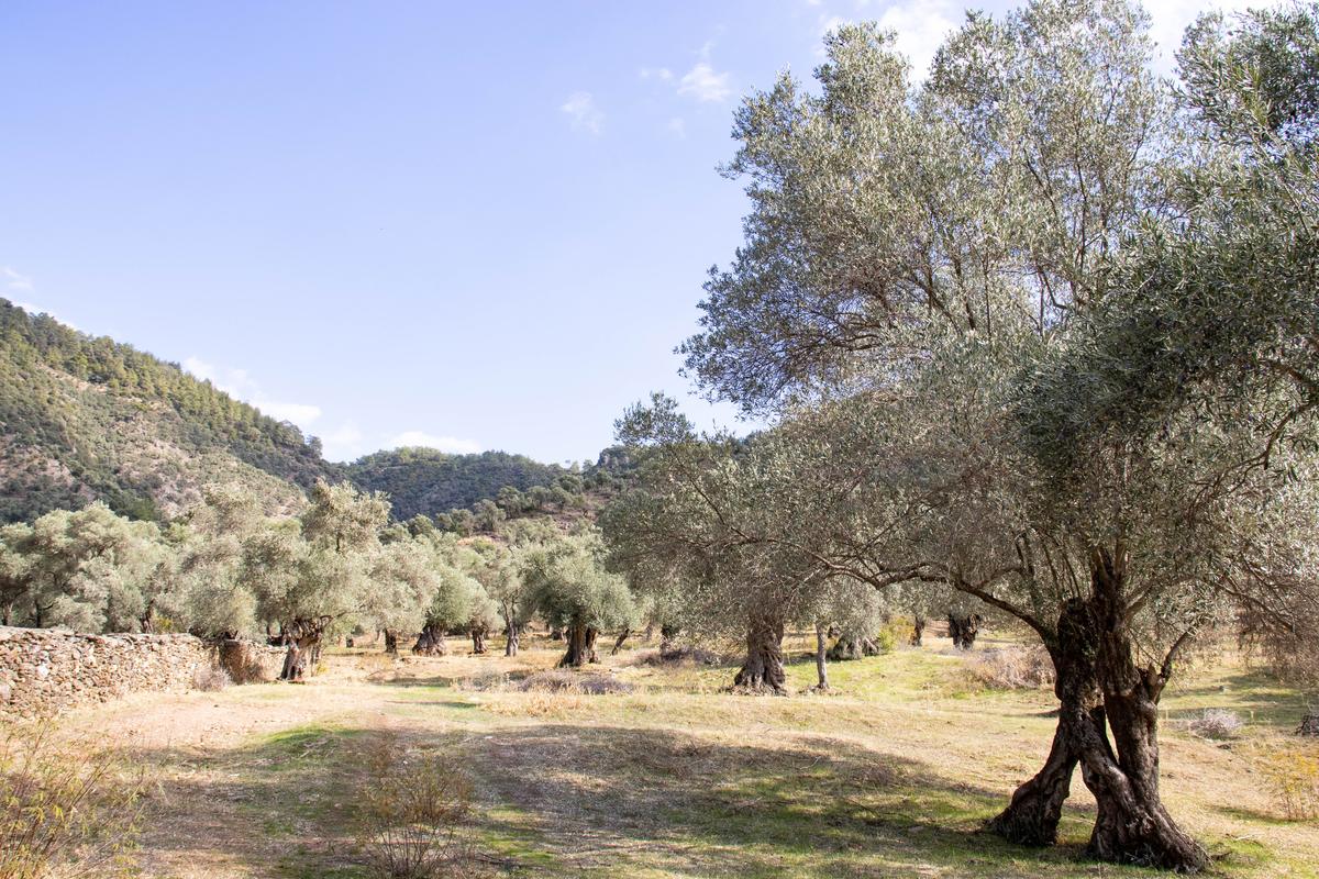 An old twin-trunked olive tree in a grove in Milas, older trees, a dry-stone wall and wooded hills behind