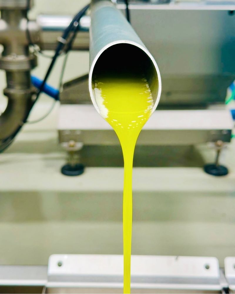 Bright green new olive oil running from a steel spout at the mill