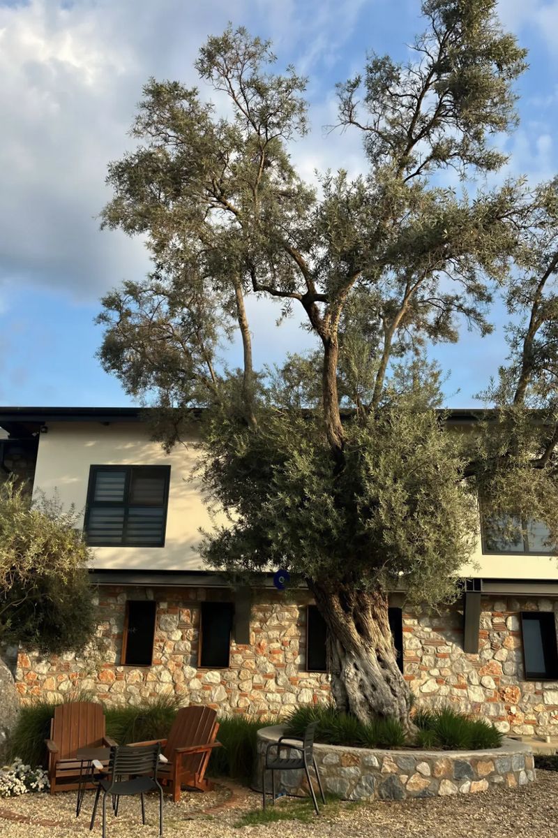 An old olive tree in front of the producer’s stone building in Milas, wooden chairs in its shade